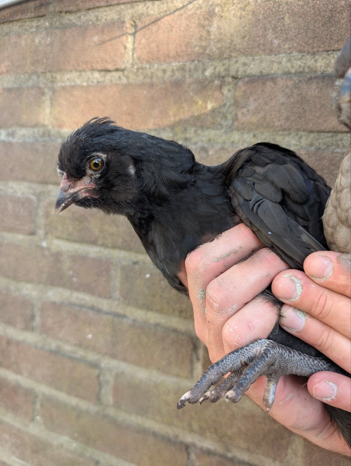 Araucana haan, Mannelijk