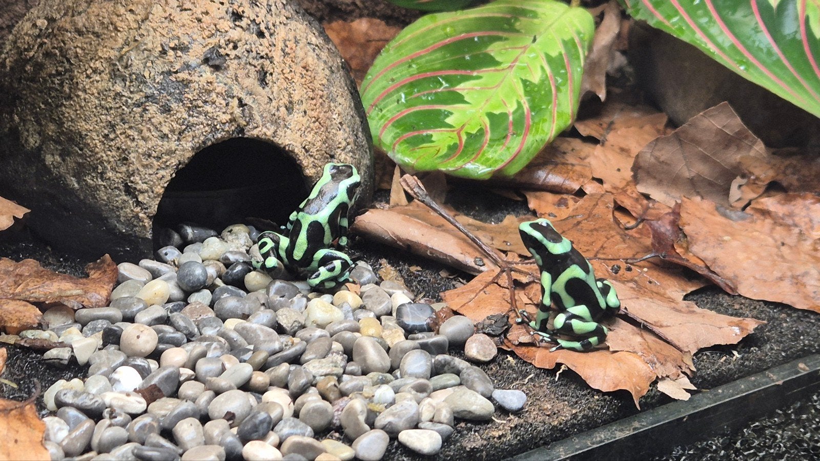 nakweek dendrobates auratus Costa rica