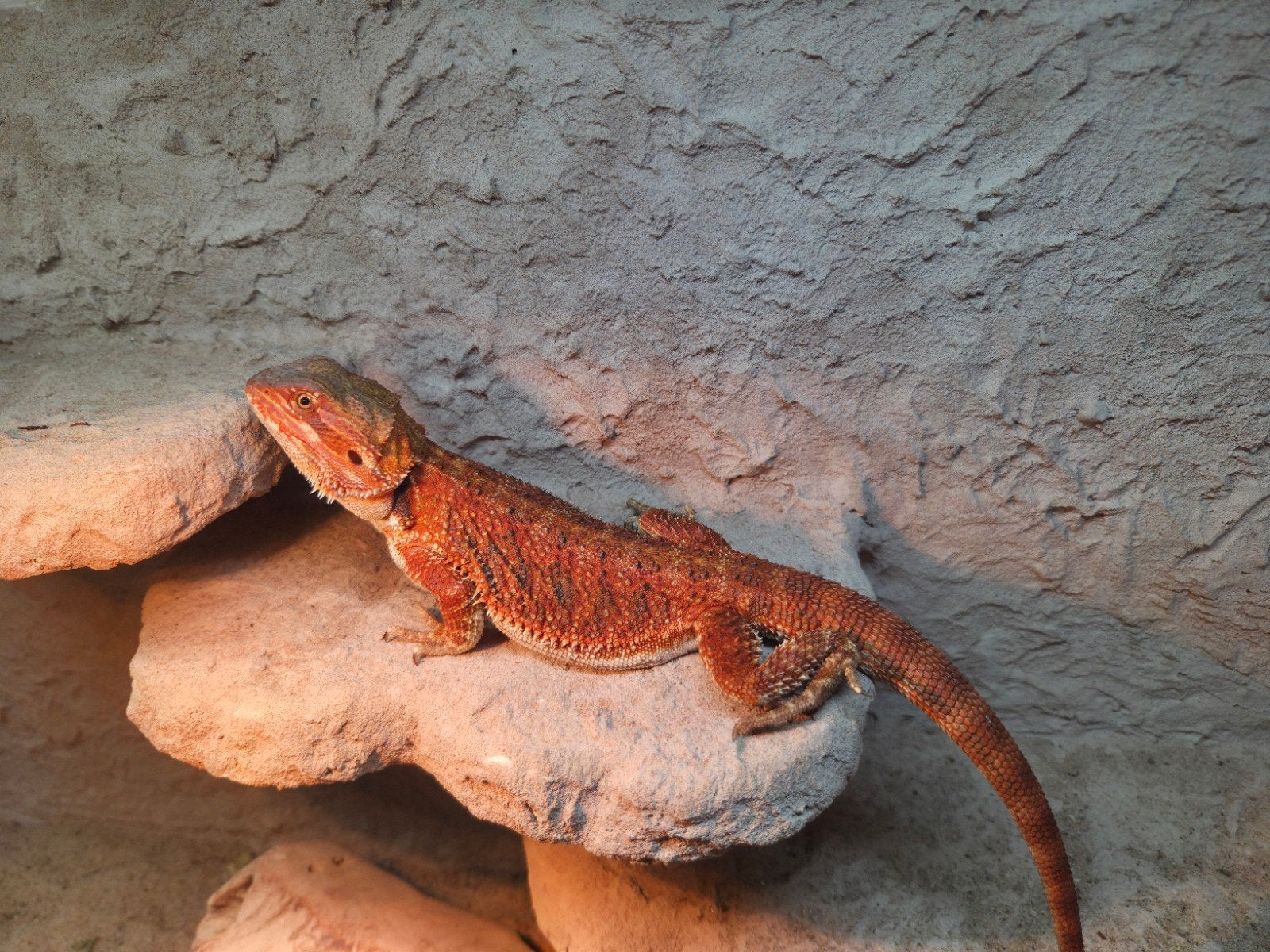 mooie spanishred tiger baardagaam vrouwtje aangeboden Bearded Dragon photo 2