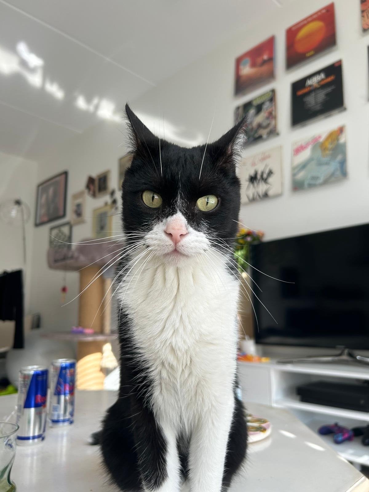 Akira, katertje 5 jaar, Dieren en Toebehoren, Kater, Kortharig, 3 tot 5 jaar