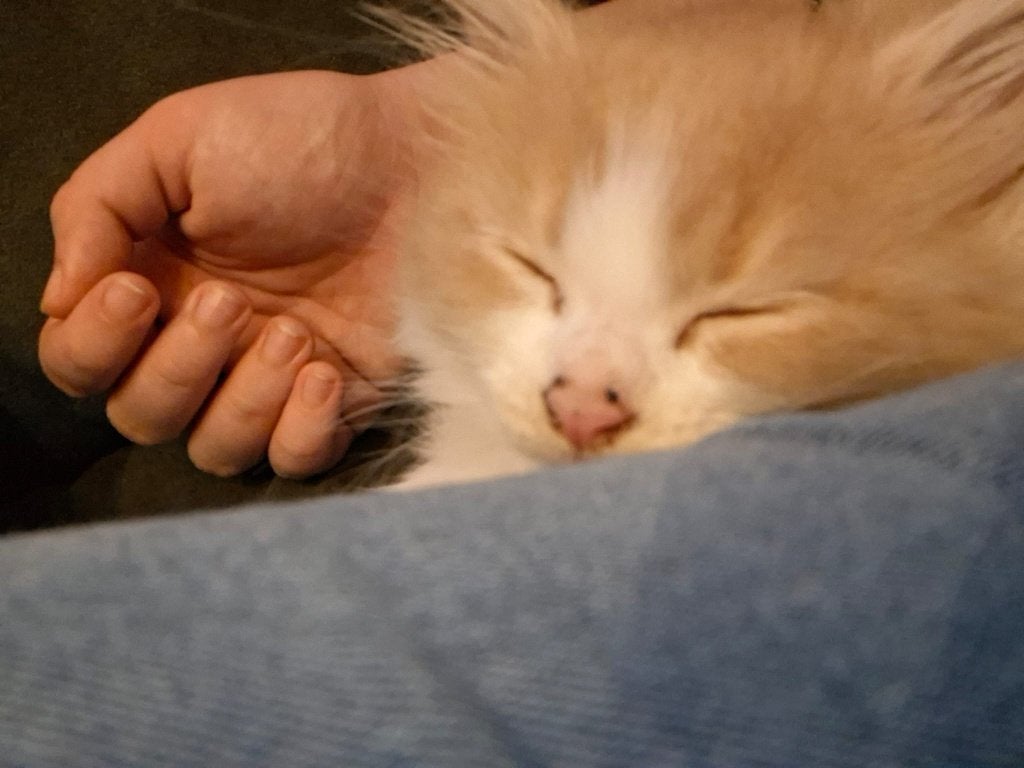 Maine oon kittens, Meerdere dieren, Ontwormd, 0 tot 2 jaar