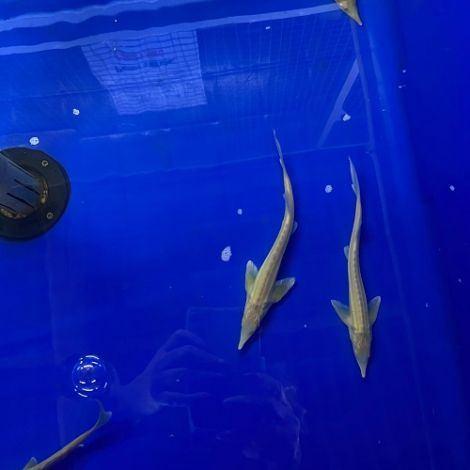 Beide pinksterdagen geopend albino steur 20-25 cm €21.00 pst, Dieren en Toebehoren, Vissen | Vijvervissen, Steur
