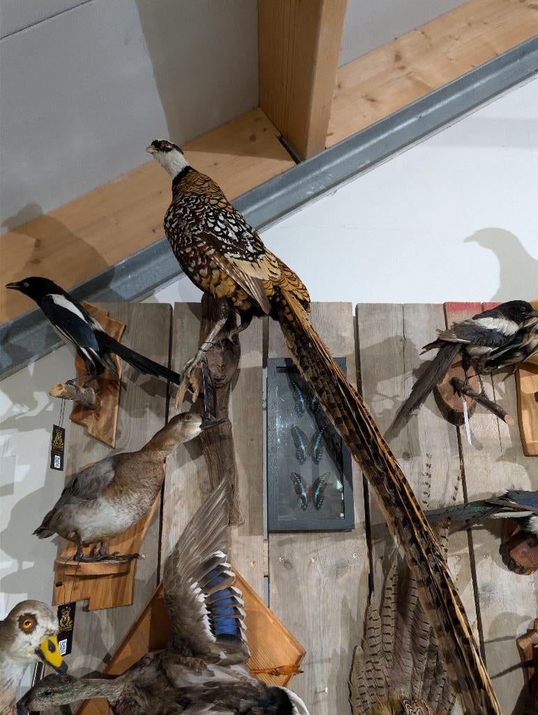 opgezette koningsfazant fazant jacht vogel hert haan, Ophalen, Zo goed als nieuw, Vogel, Opgezet dier