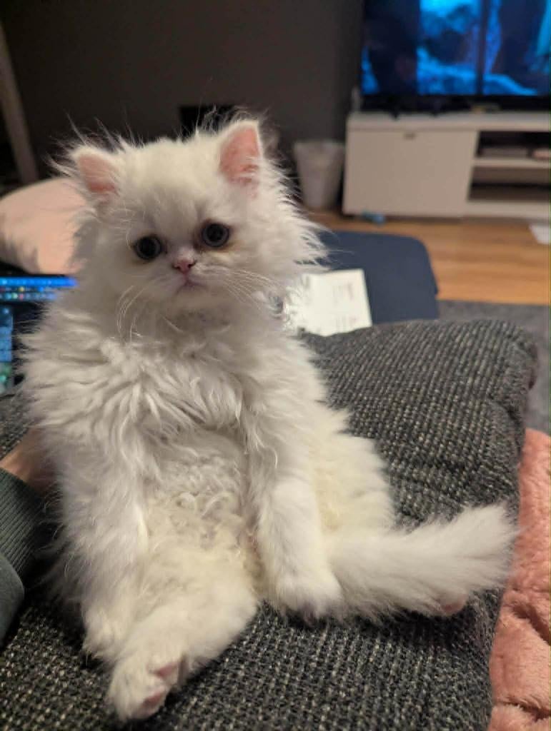 Perzisch x British Longhair kitten te koop, Dieren en Toebehoren, Kater, Ontwormd, 0 tot 2 jaar