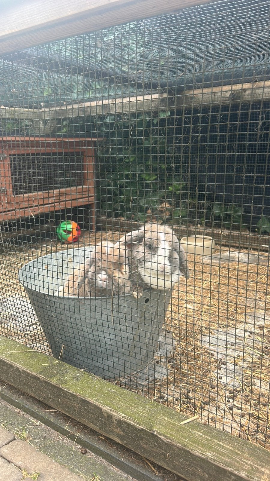 Minilop Konijnen m en v, Dieren en Toebehoren, Meerdere dieren, Klein, 3 tot 5 jaar