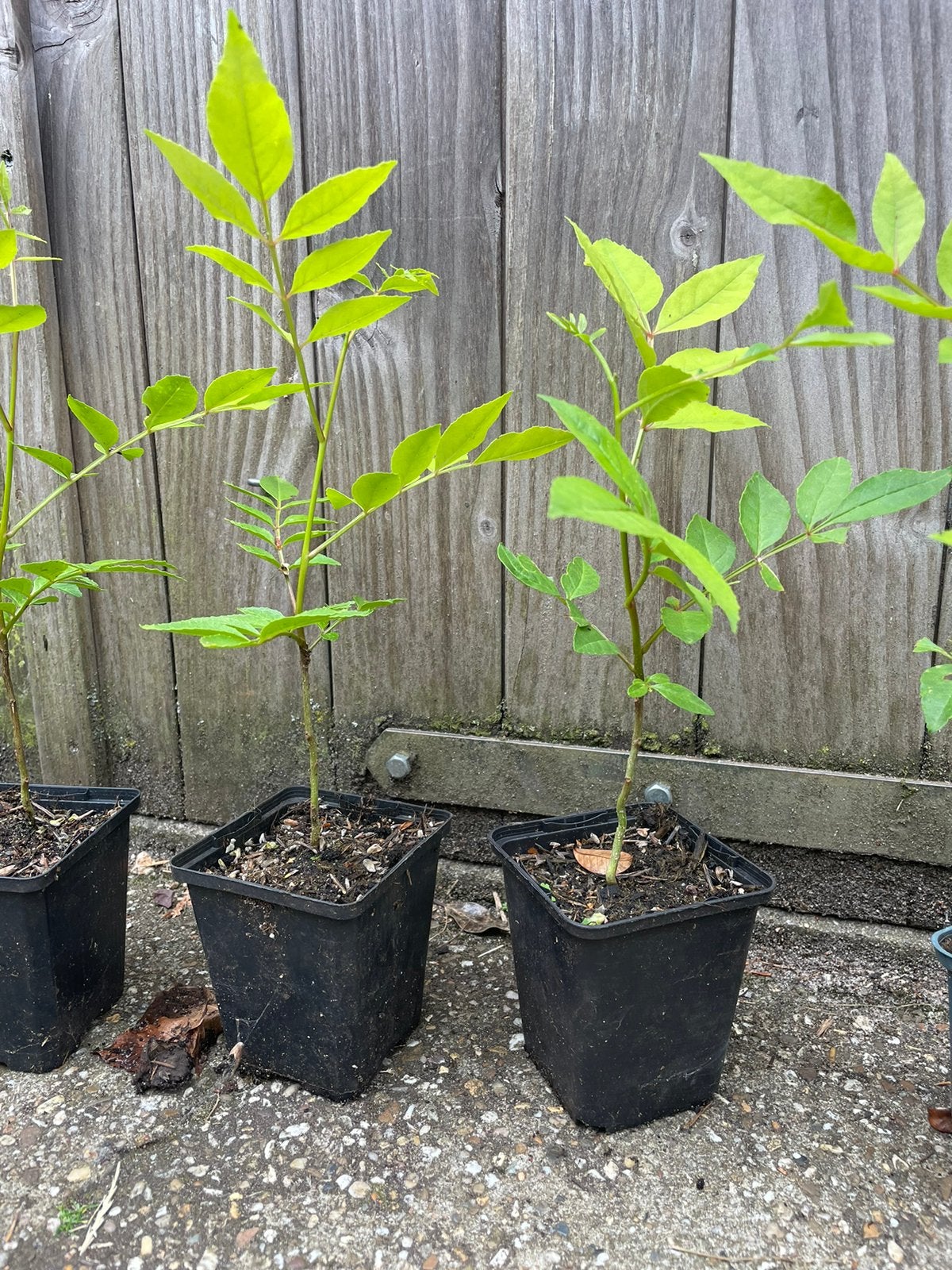 Zanthoxylum simulans (szechuanpeper), Tuin en Terras, Ophalen of Verzenden, Minder dan 100 cm, Overige soorten, Zomer