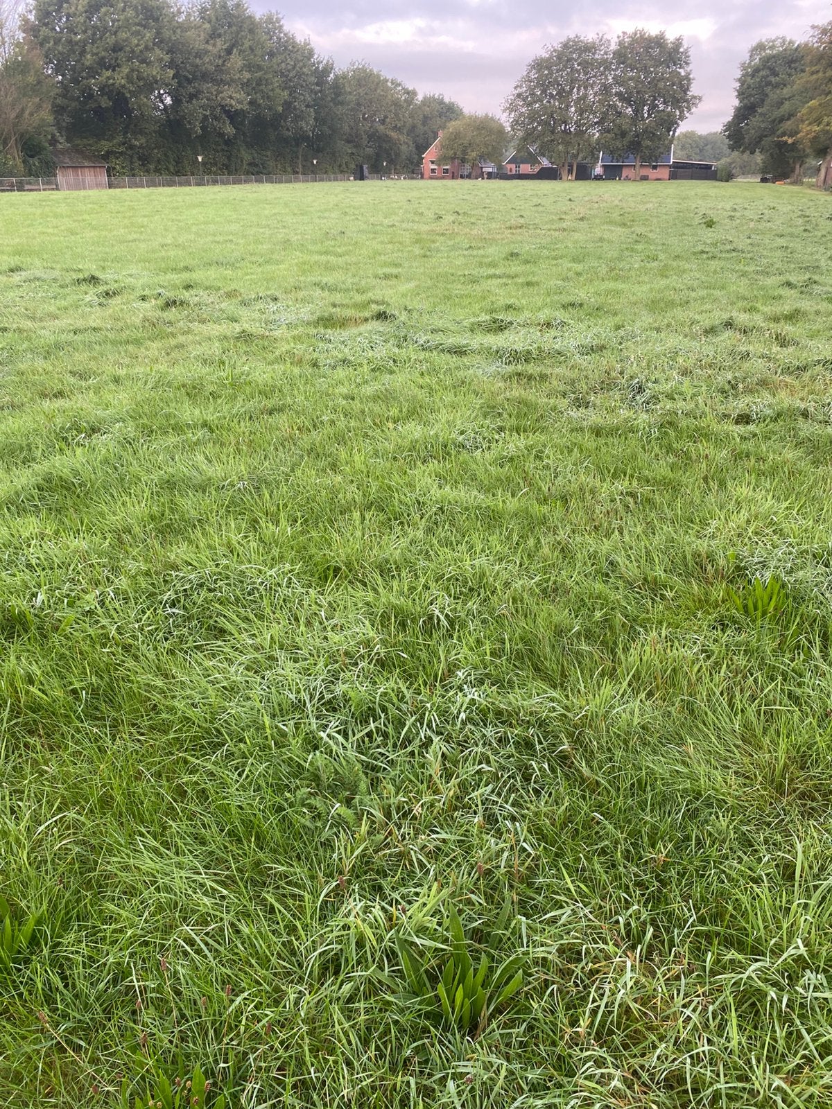 Gras