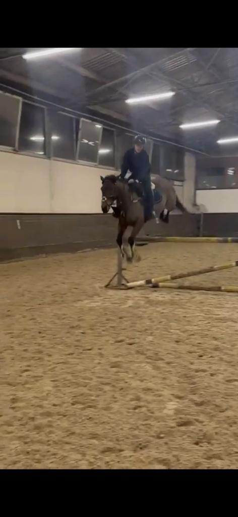 5 jarige allround Ierse merrie, Dieren en Toebehoren, Merrie, Minder dan 160 cm, Zadelmak, 3 tot 6 jaar