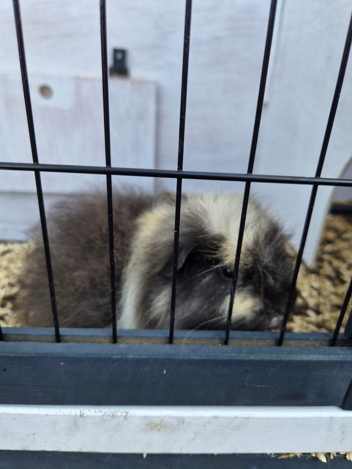 2 cavia's beertjes, Dieren en Toebehoren, Knaagdieren, Cavia, April, Mannelijk, Tam