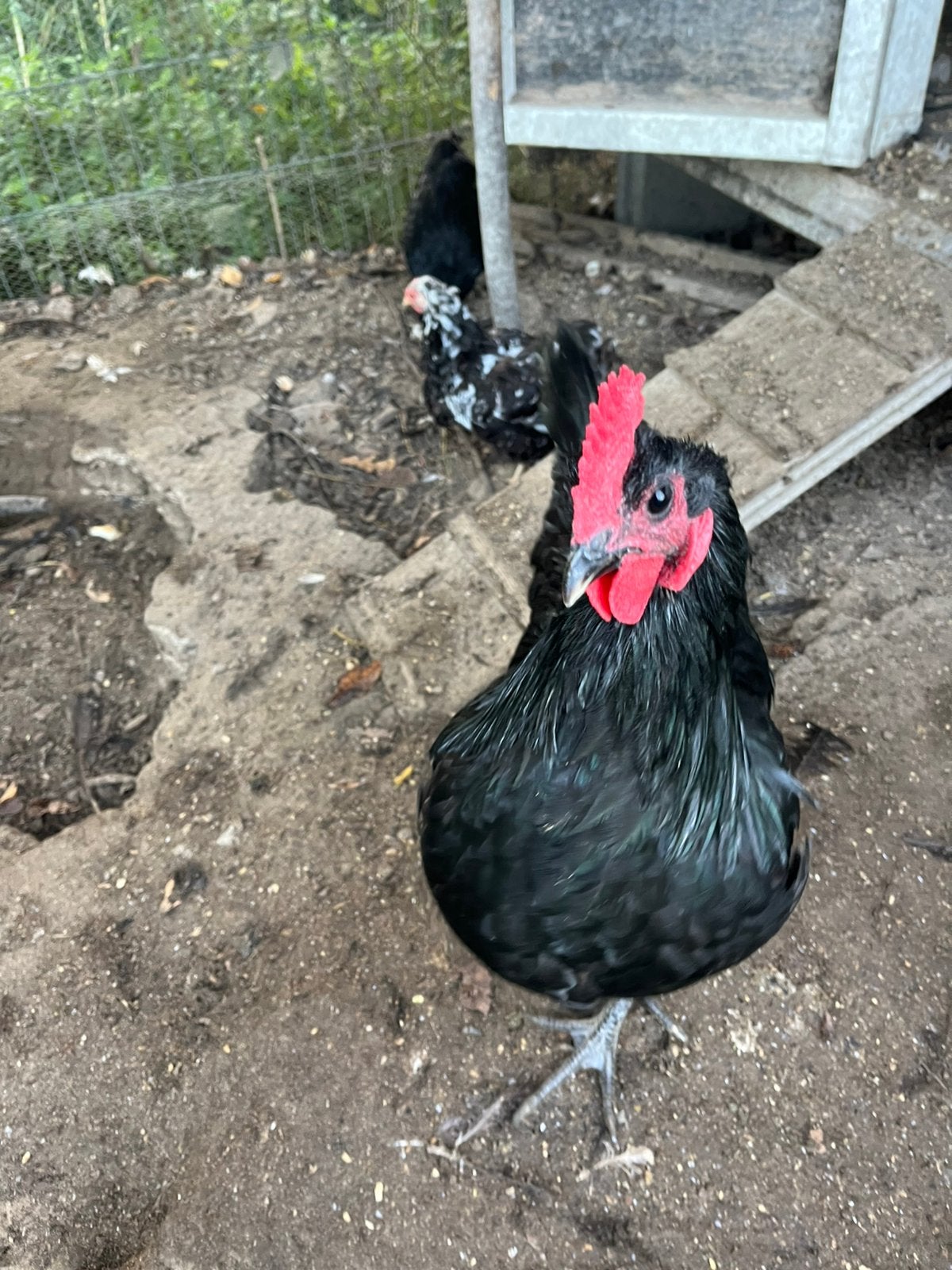 Haan australorp, Dieren en Toebehoren, Mannelijk, Kip