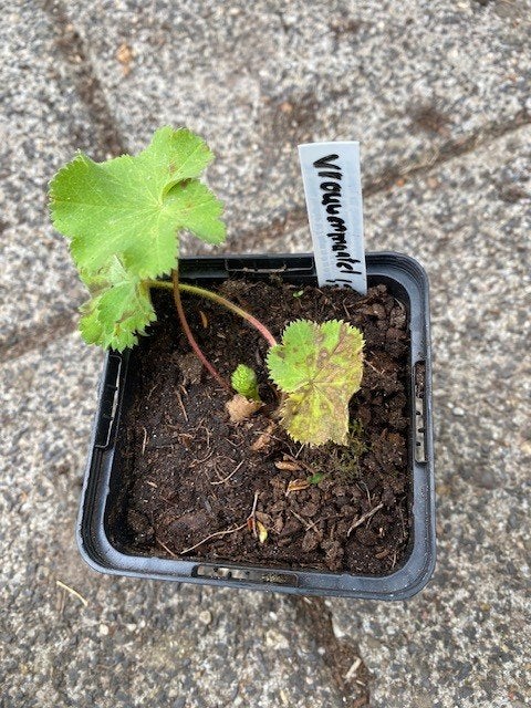 vrouwenmantel plant, Ophalen, Vaste plant, Overige soorten, Halfschaduw