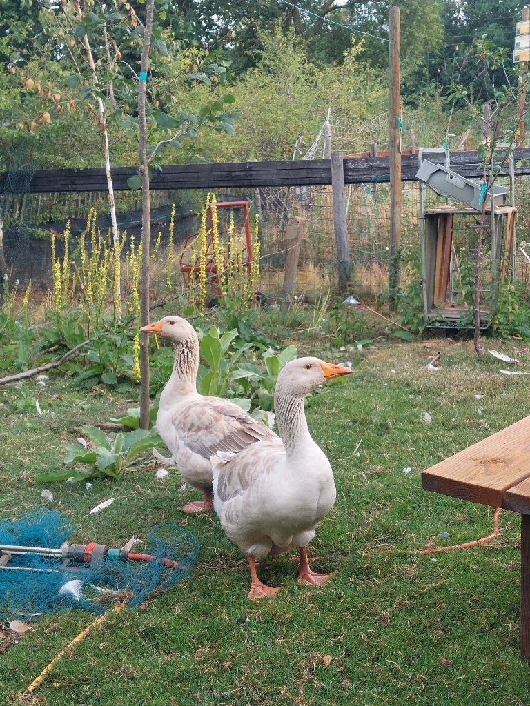 American buff ganzen koppel, Dieren en Toebehoren, Meerdere dieren, Gans of Zwaan