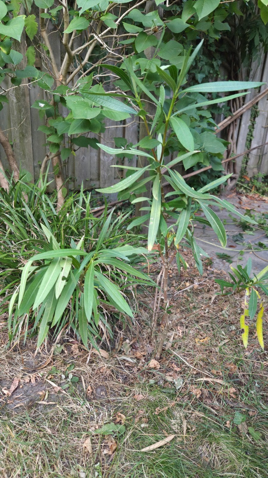 Oleander (ong 35cm hoog), Tuin en Terras, Ophalen, Overige soorten, Volle zon
