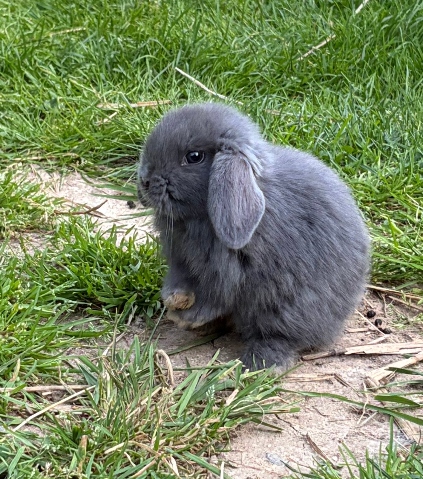 NHD dwerg hangoor konijn x minilop, Dieren en Toebehoren, Konijnen, Mannelijk, Dwerg, Hangoor