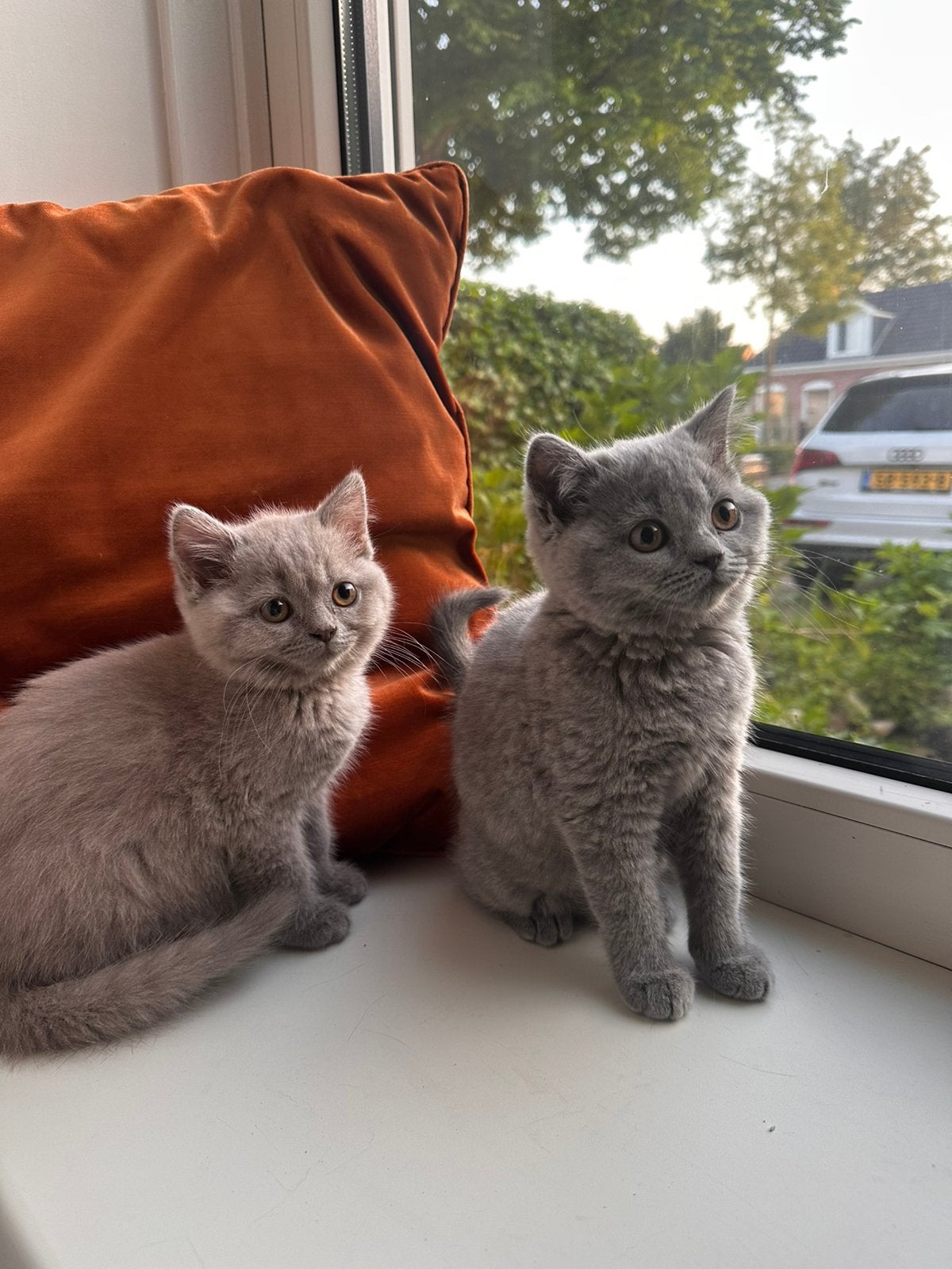 Twee lieve ❤️ prachtige britse korthaar kittens - poesjes, Poes, Ontwormd, 0 tot 2 jaar