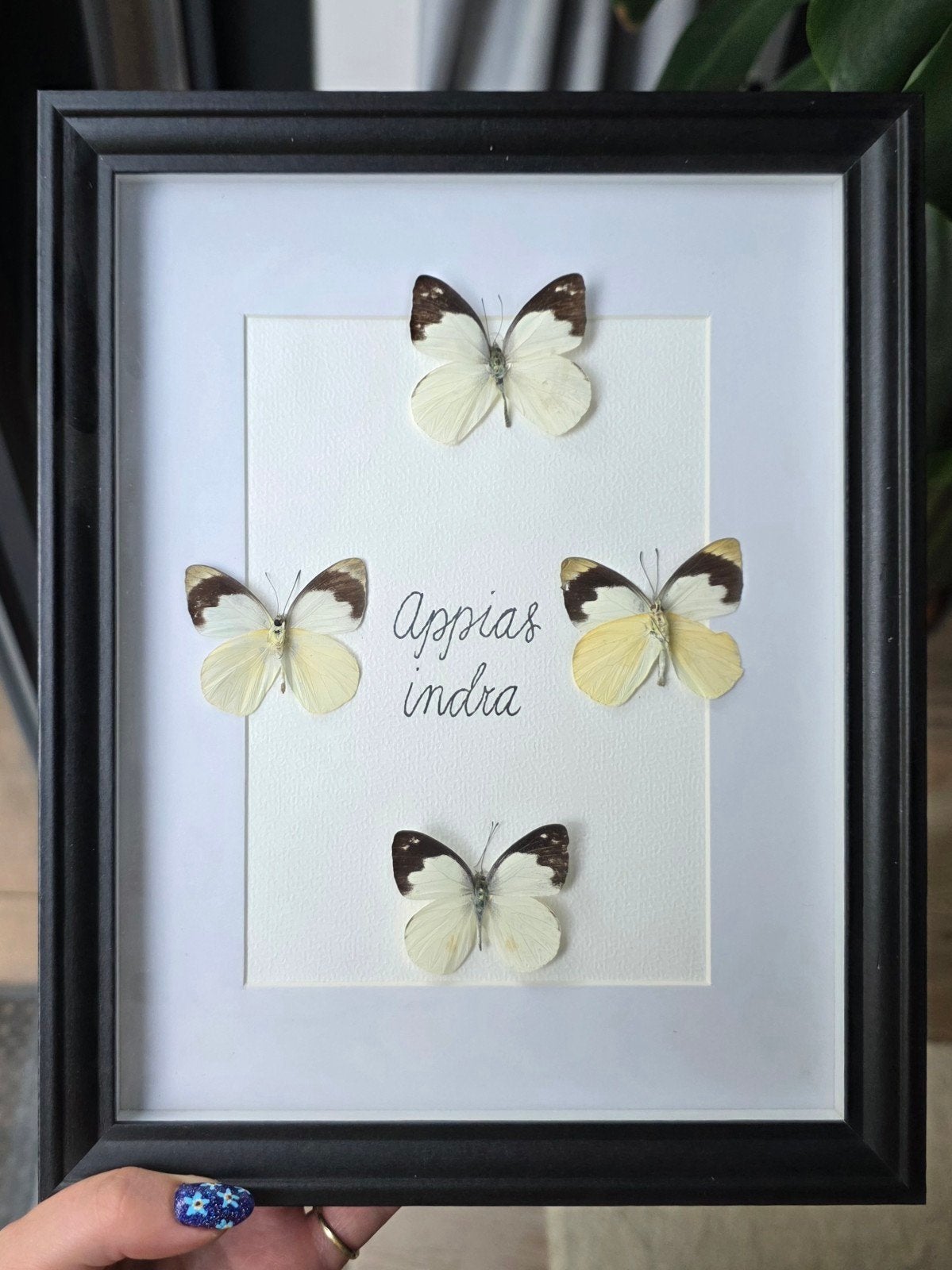 Opgezette vlinder in lijst / taxidermie - Appias indra, Ophalen of Verzenden