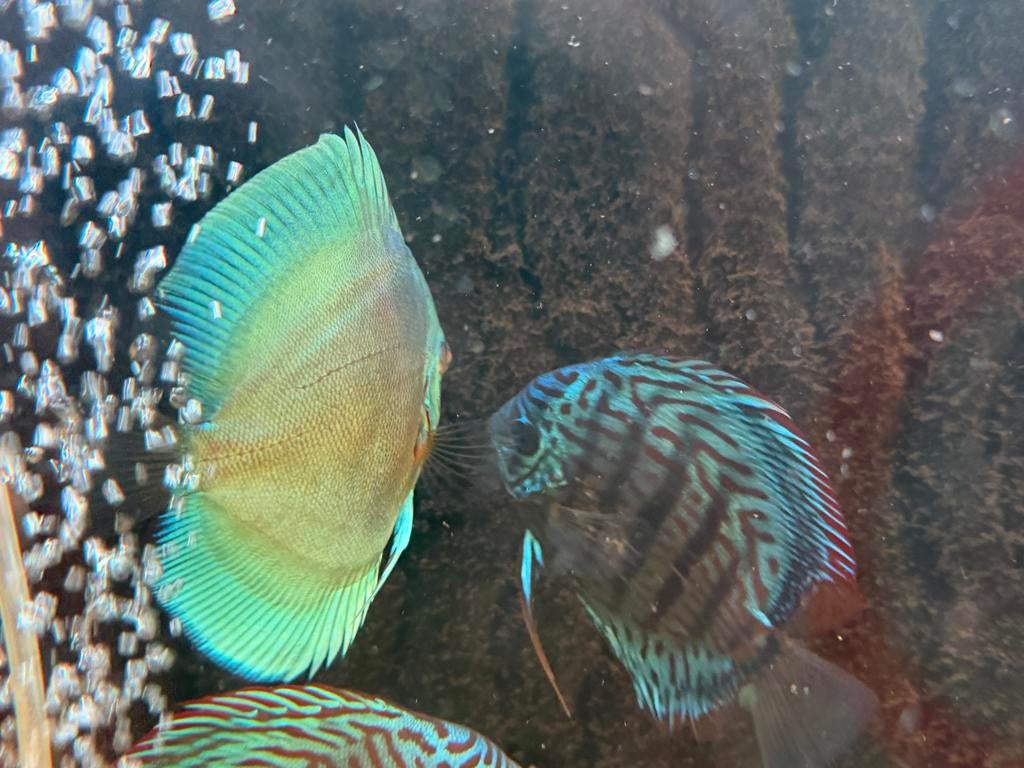 Koppel discussen leggen eitjes, Dieren en Toebehoren, Vissen | Aquariumvissen, Vis