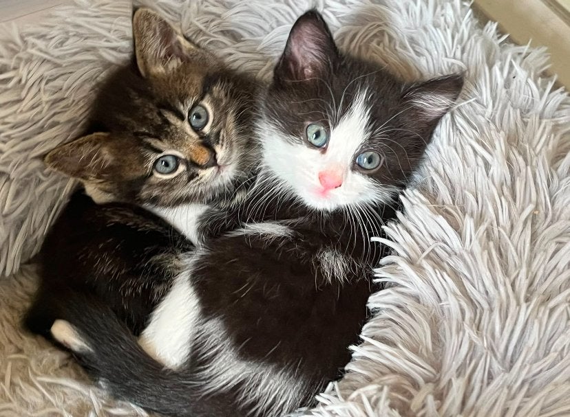 Mooie kittens de moeder is Norwegian kat, Meerdere dieren