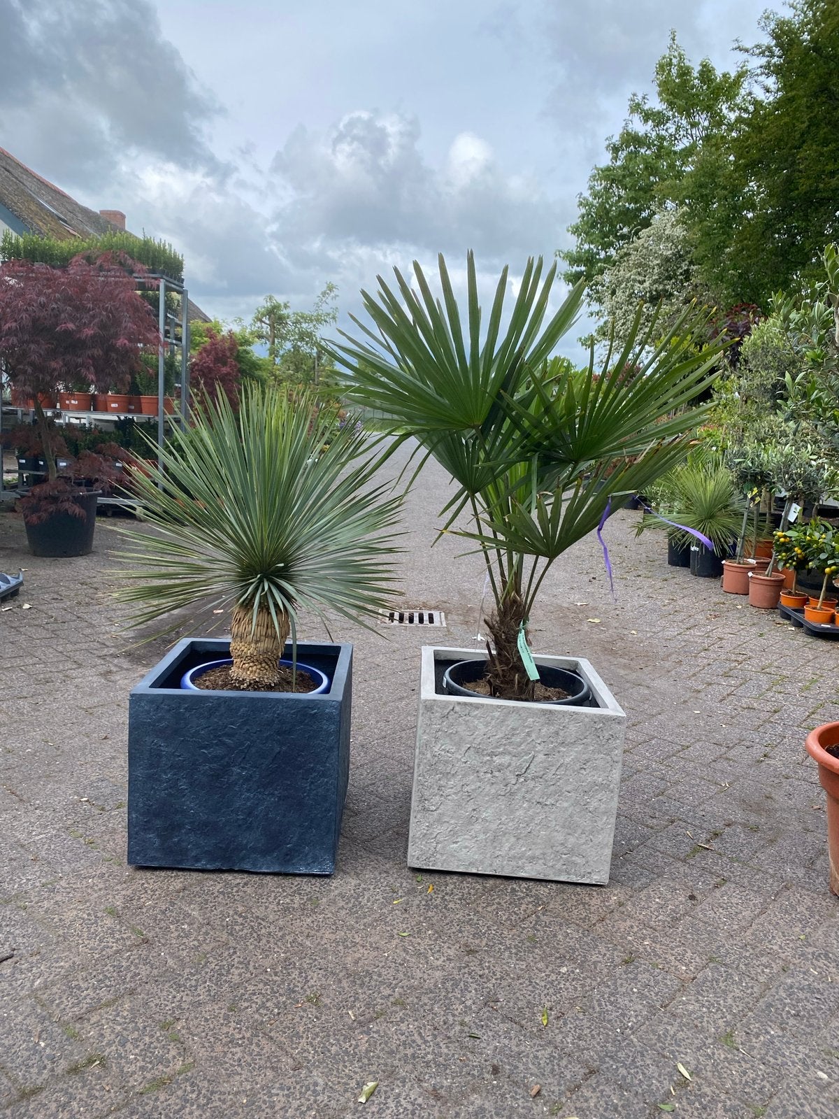 Fortuneipaml en Yucca met pot, Volle zon, Vaste plant, Bloeit niet, Ophalen