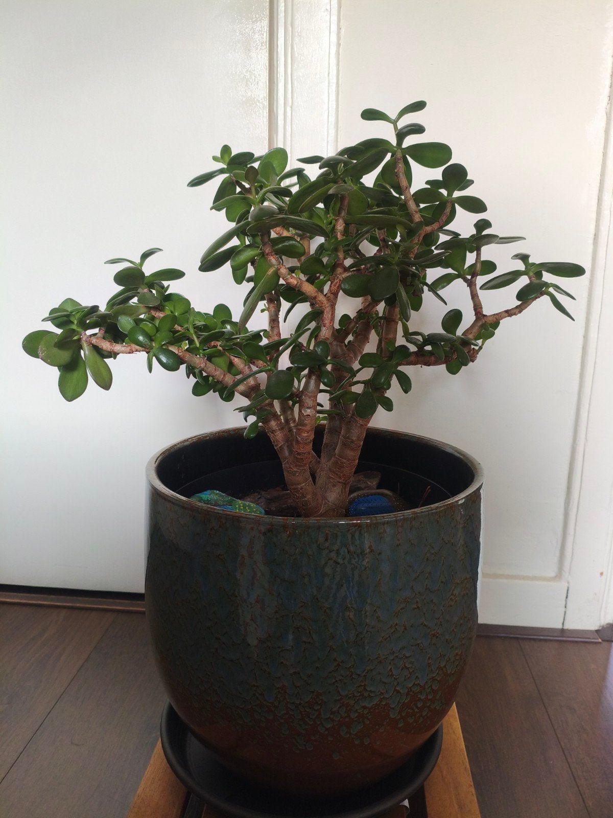 Gezonde Jade Plant - 60cm hoog, 40cm breed, Ophalen, Overige soorten, Struik, Minder dan 100 cm