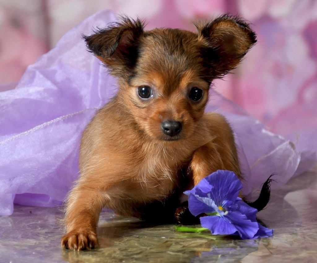 Russkiy Toy  pups  met FCI-VDH stamboom, Dieren en Toebehoren, Honden | Chihuahua's en Gezelschapshonden, Fokker | Hobbymatig