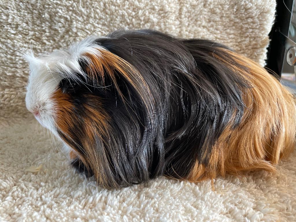 Castraat cavia beertje, Dieren en Toebehoren, Knaagdieren, Cavia, Mannelijk, November, Tam