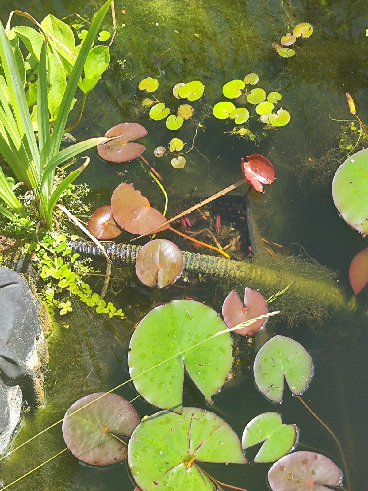 Rose lotus, waterlelie. 2 grote manden beschikbaar., Tuin en Terras, Vijvers, Ophalen, Gebruikt