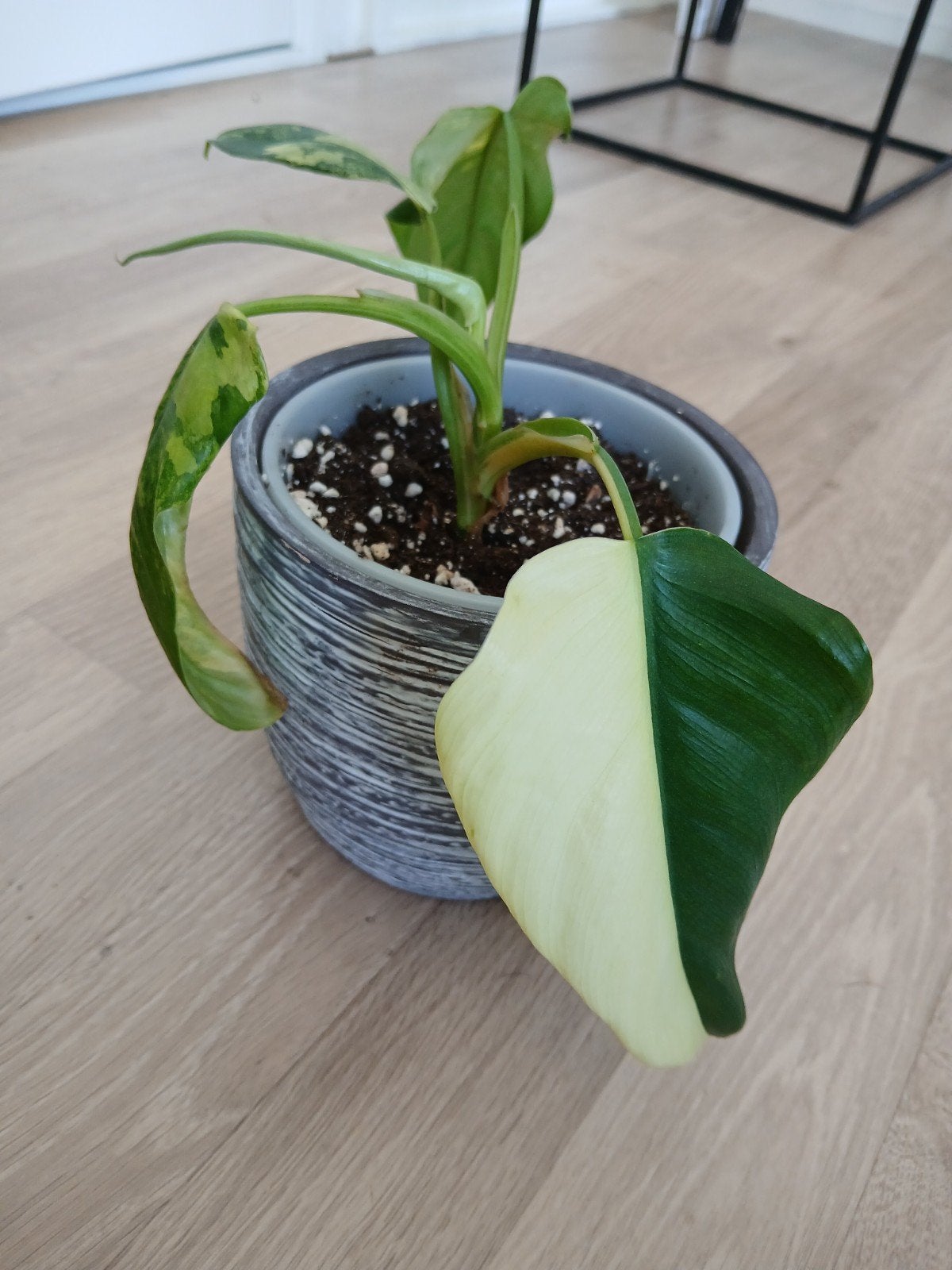Philodendron Domesticum variegata, Huis en Inrichting, Kamerplanten, Ophalen of Verzenden, Halfschaduw, Minder dan 100 cm