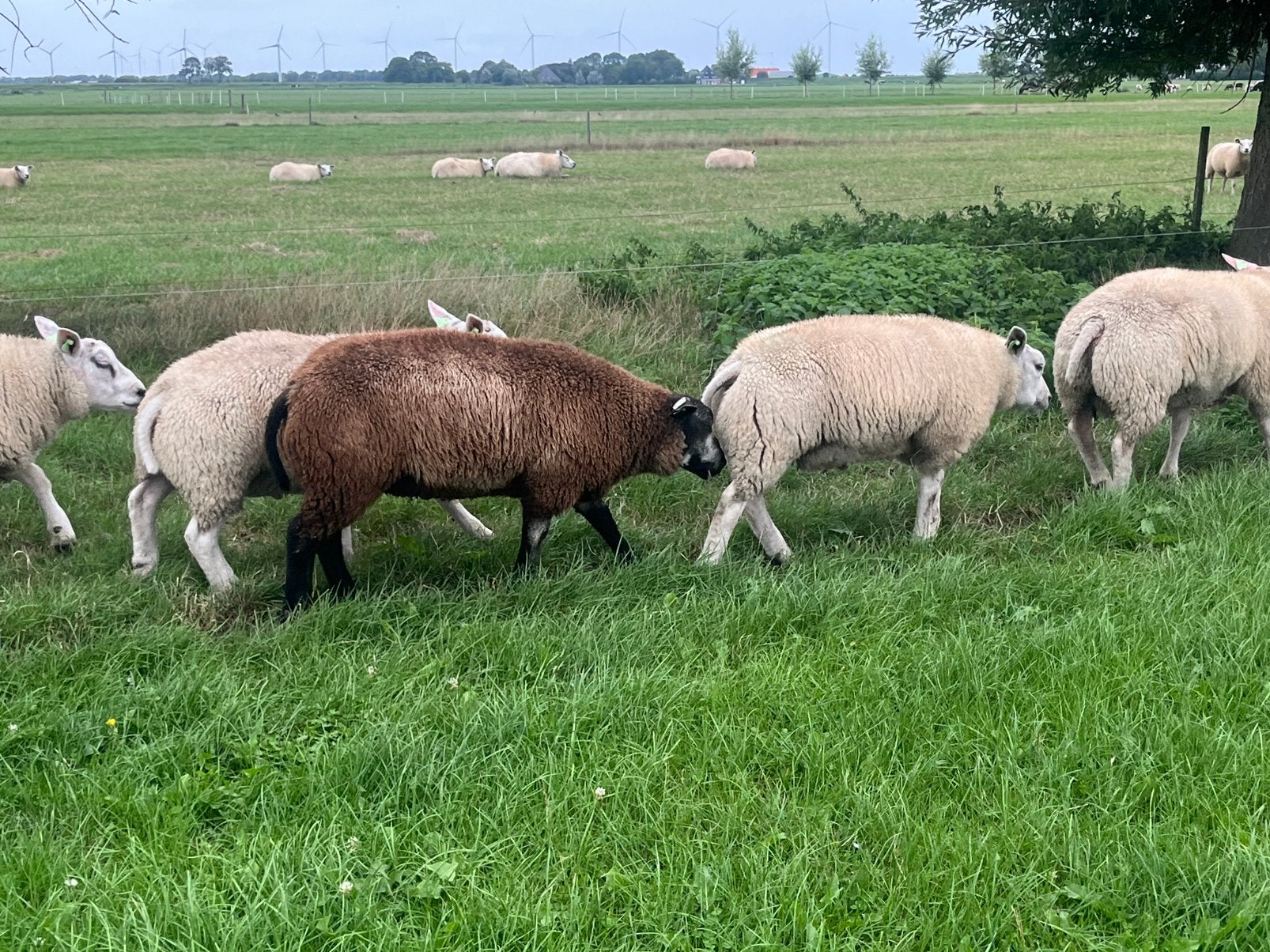 Blauwe Texelaar dekram, Dieren en Toebehoren, Schapen, Geiten en Varkens, Mannelijk, Schaap