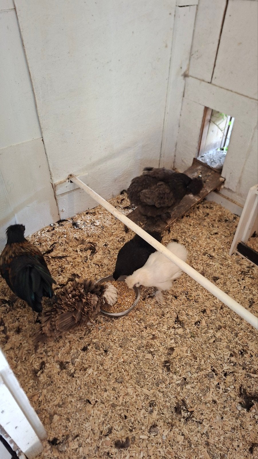 kippen  gratis, Dieren en Toebehoren