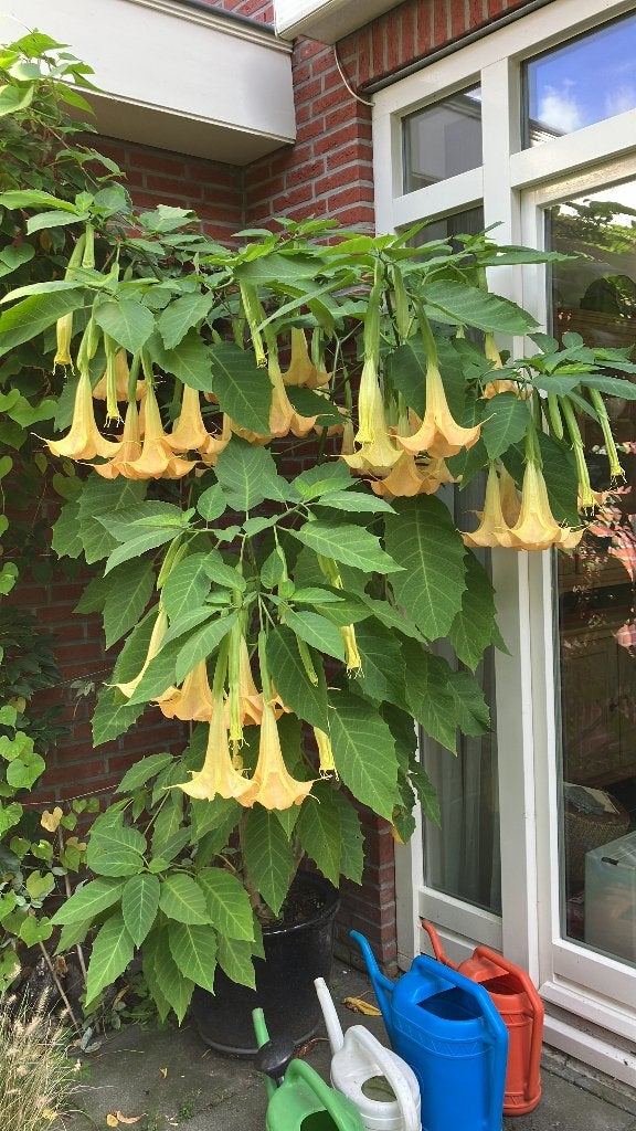 Brugmansia, Vaste plant, Halfschaduw, Zomer, Ophalen