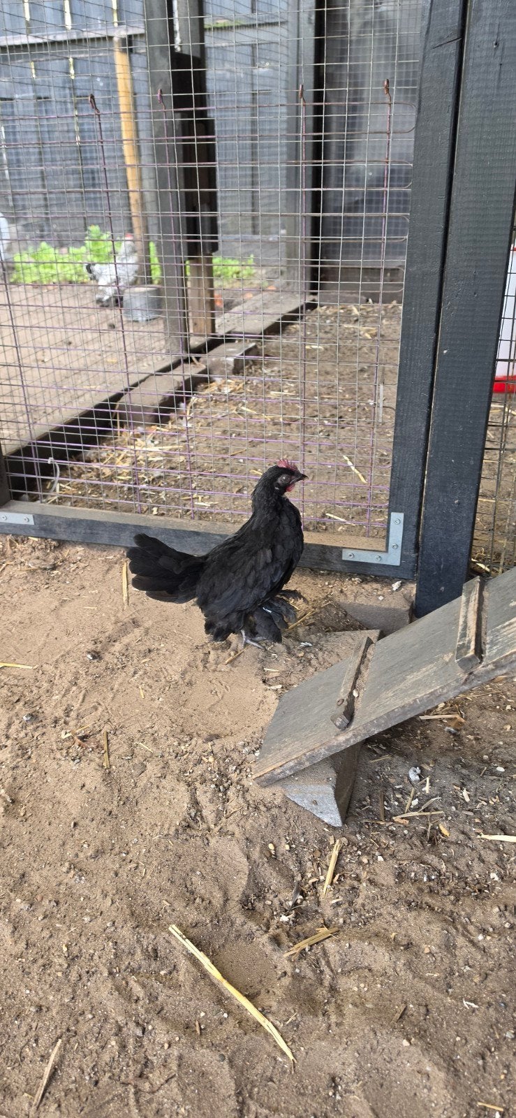 SabelpootKriel 2 maand Oud, Dieren en Toebehoren, Pluimvee, Mannelijk, Kip