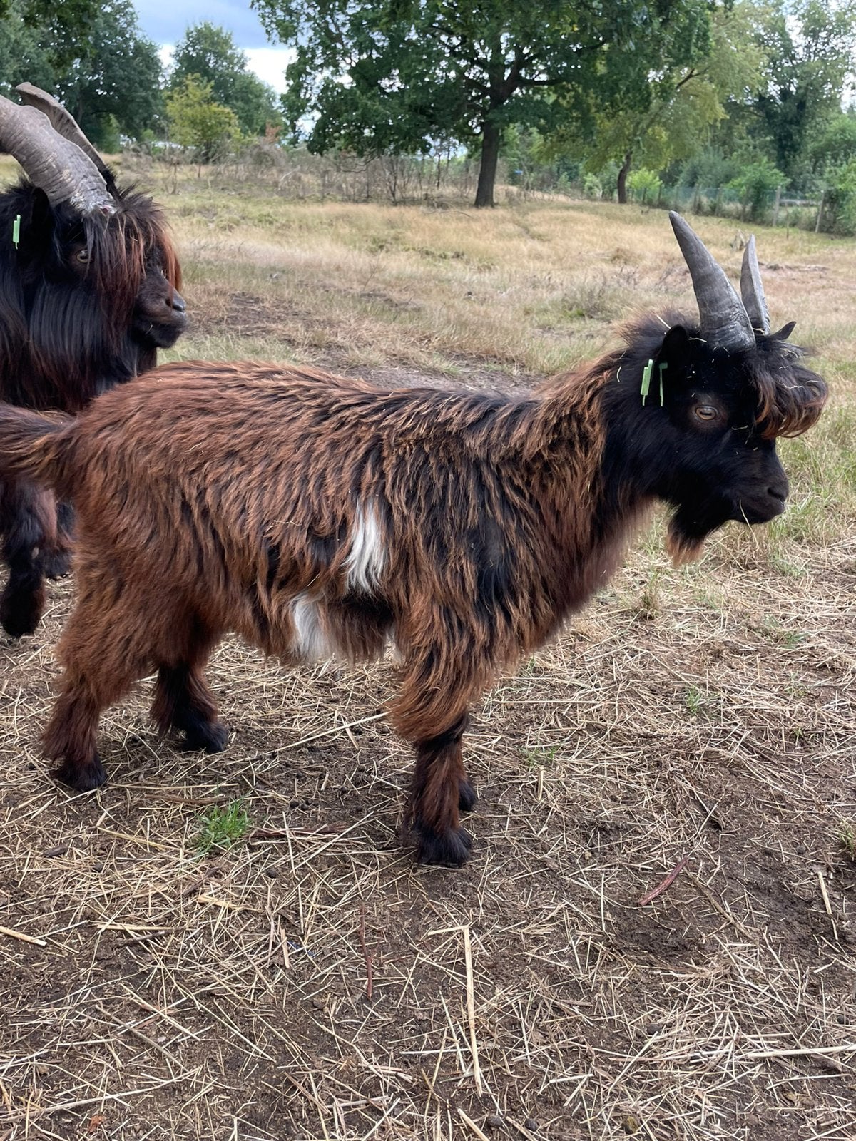 Landgeit boklam, Dieren en Toebehoren, Schapen, Geiten en Varkens, Mannelijk, Geit