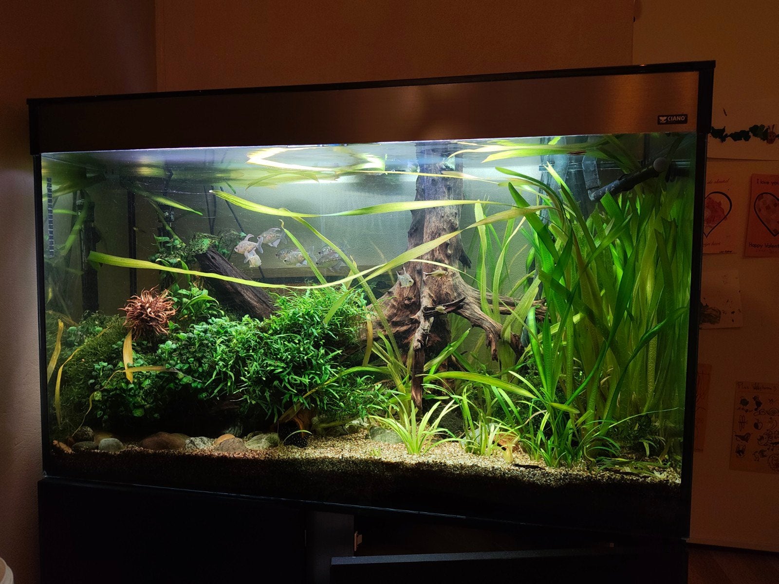 Leeg aquarium met kast, Ciano, hoog model!, Ophalen, Gebruikt, Overige merken, Inclusief deksel