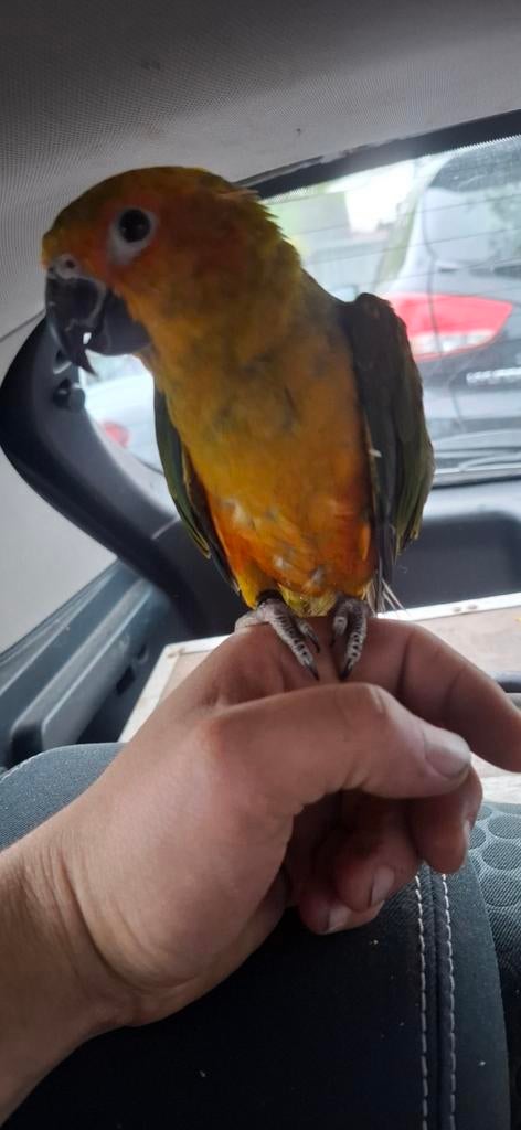 tamme zonparkiet, Dieren en Toebehoren, Vogels | Parkieten en Papegaaien, Mannelijk, Parkiet