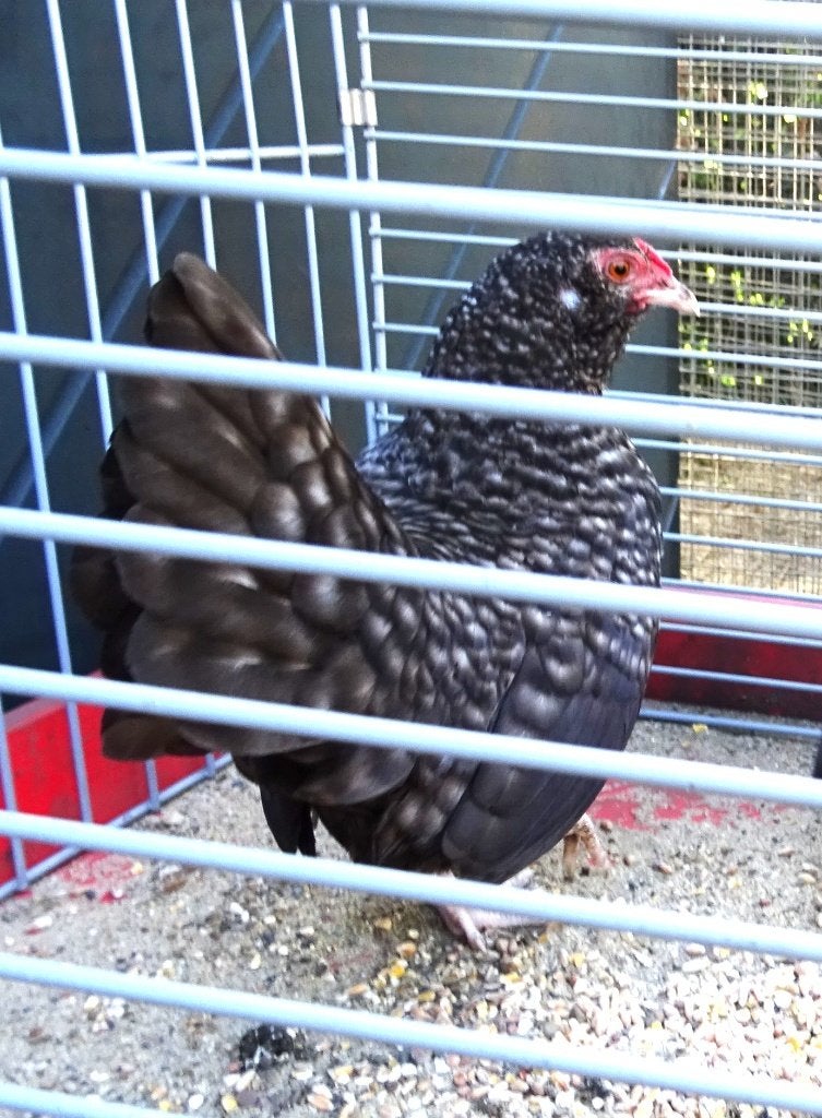 koekoekkleurige kriel hennen, Dieren en Toebehoren, Pluimvee, Vrouwelijk, Kip