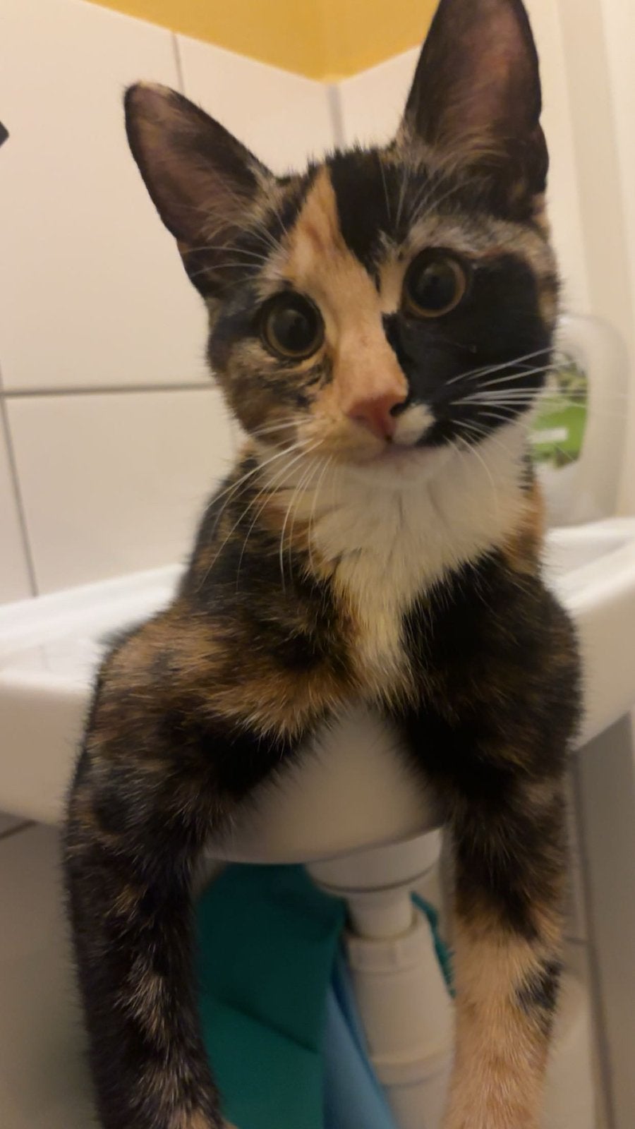 Kitten, Dieren en Toebehoren, Katten en Kittens | Overige Katten, Poes, 0 tot 2 jaar