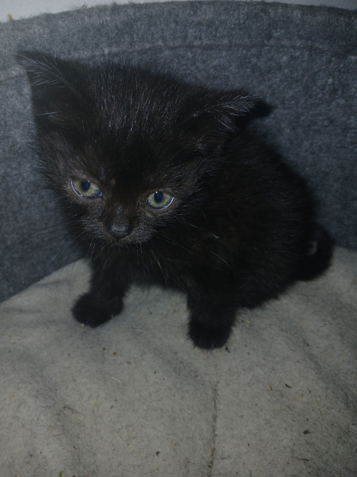 Mooie lieve kittens, Dieren en Toebehoren, Meerdere dieren