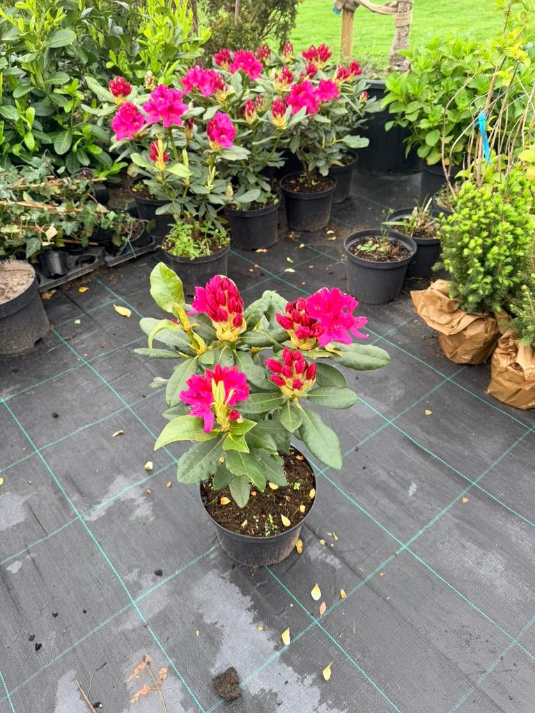 rododendron, Ophalen of Verzenden, Overige soorten, Halfschaduw