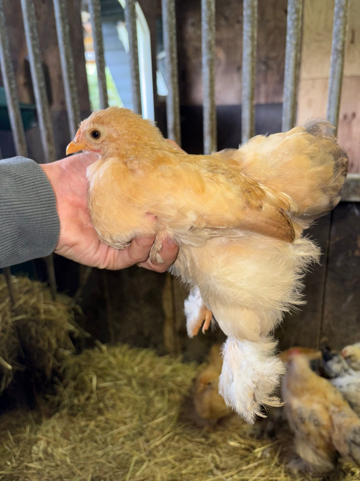 Cochin kuikens kriel, Dieren en Toebehoren, Pluimvee, Meerdere dieren, Kip
