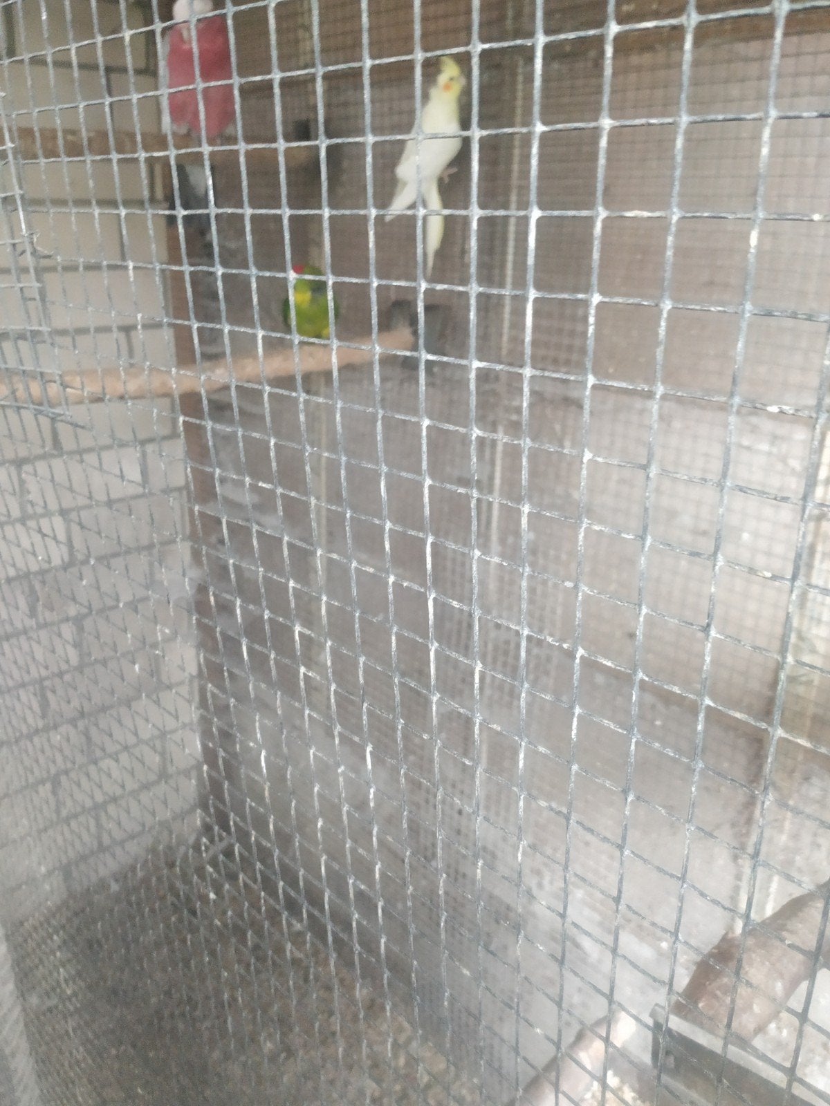 Valkparkiet en kakarikie, Meerdere dieren, Parkiet