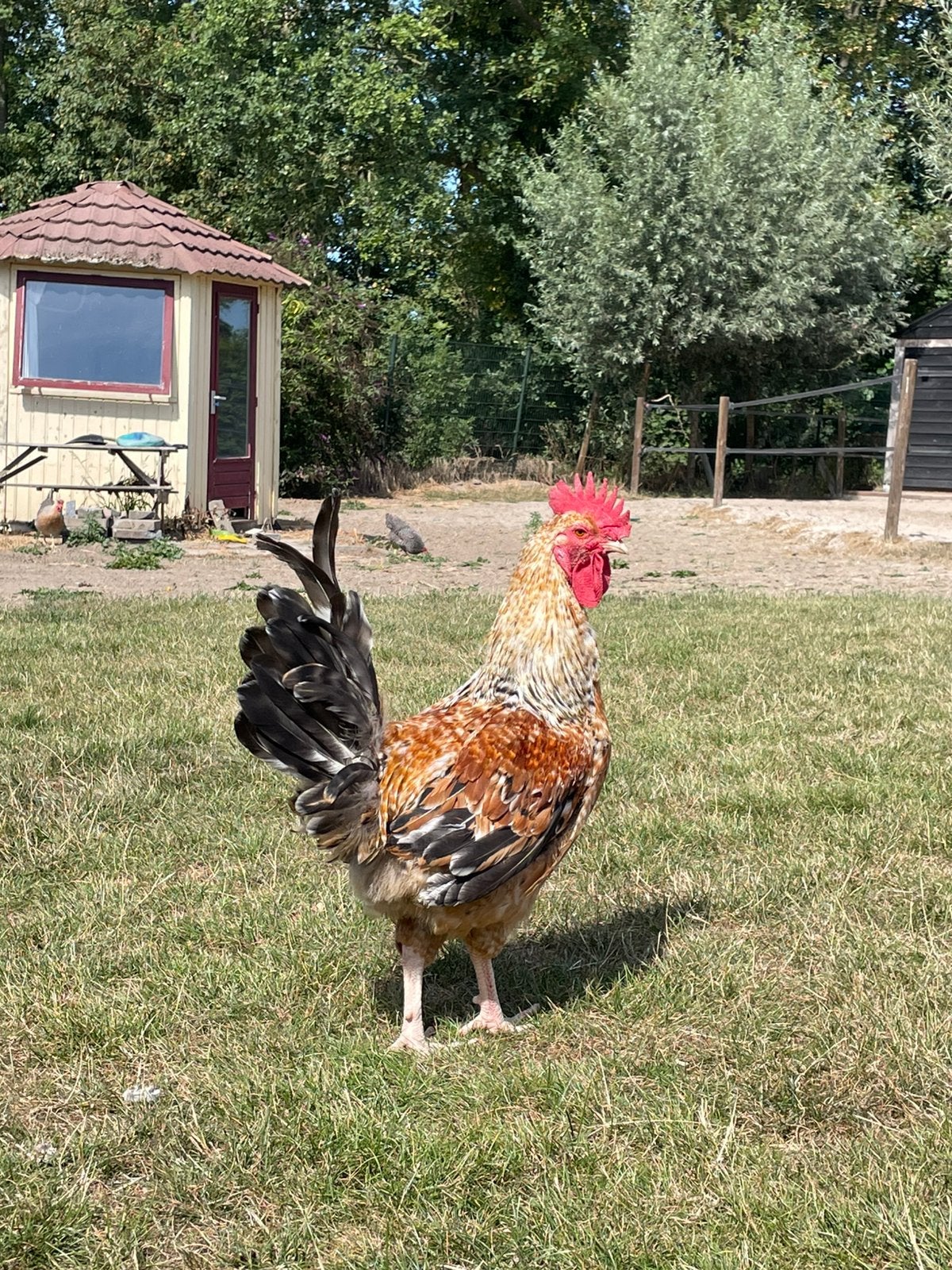 Lieve jonge haan, Dieren en Toebehoren, Mannelijk, Kip