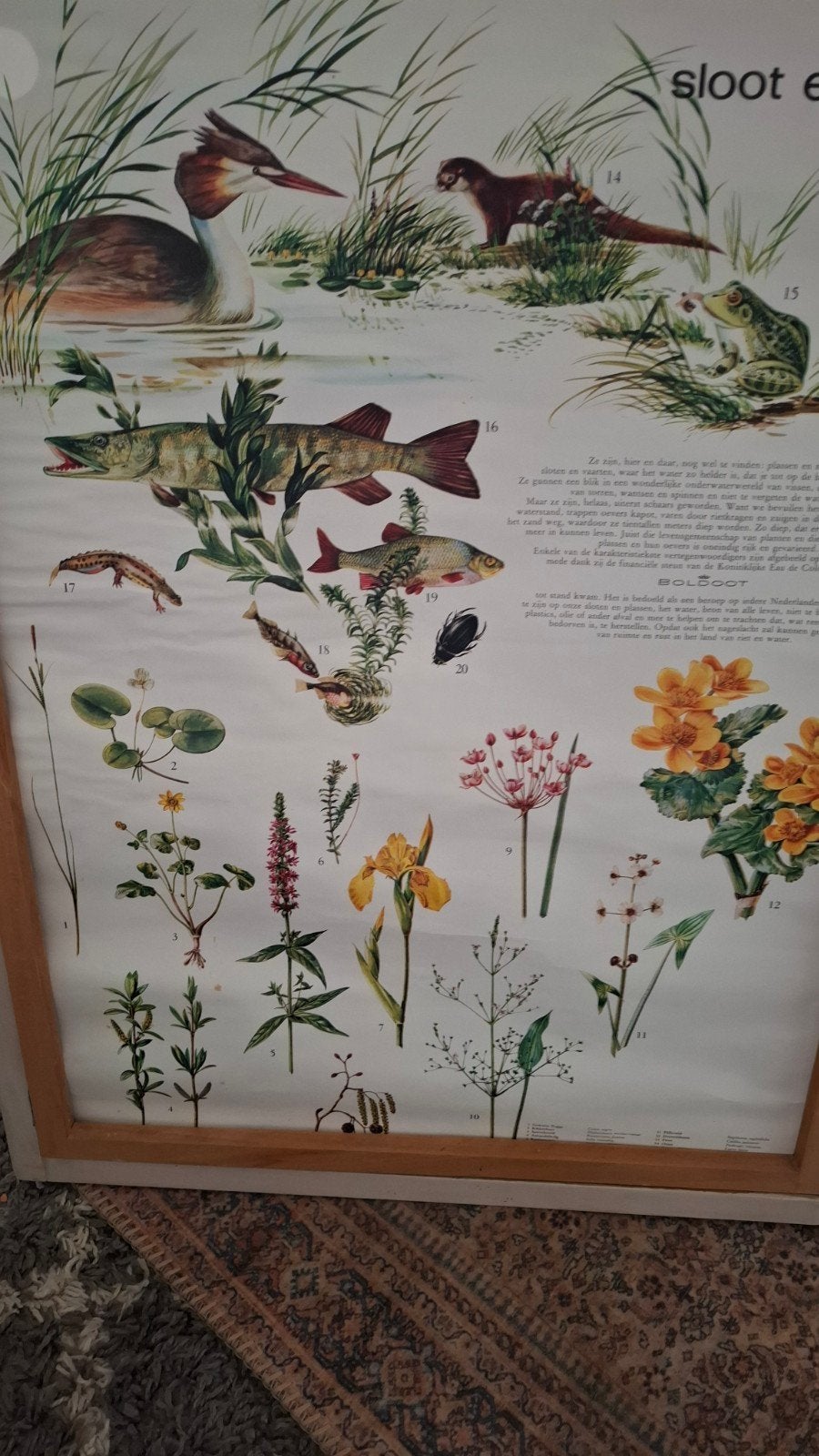 Vintage Biologie Posters: Sloot en Planten, Antiek en Kunst, Antiek | Schoolplaten, Natuur en Biologie, Ophalen