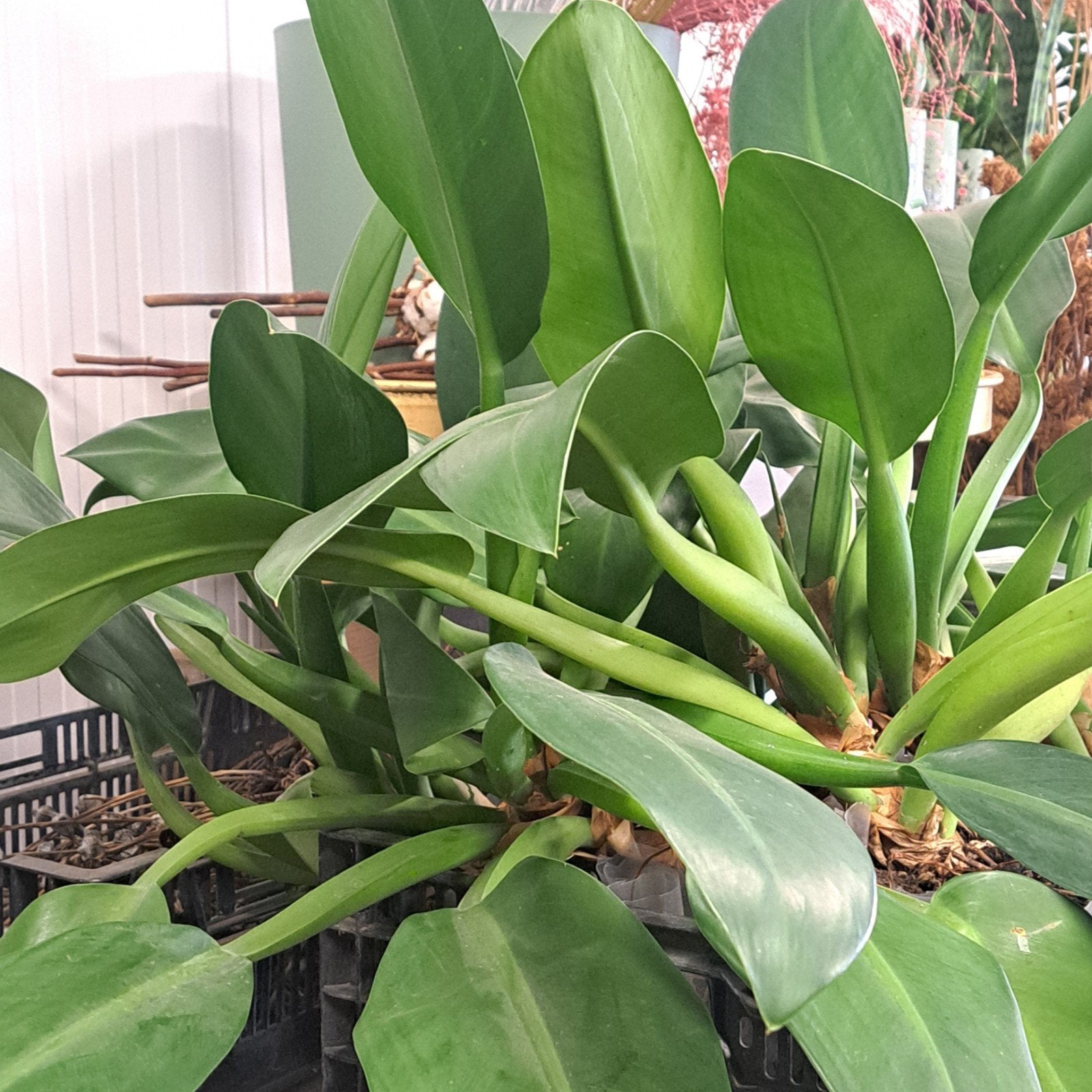 philodendron planten, Ophalen, Halfschaduw, Minder dan 100 cm
