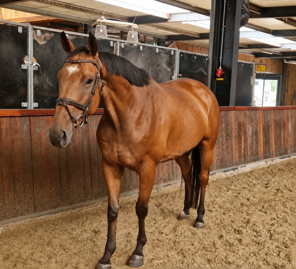 Super gave grote 6 jarige allround ruin, Dieren en Toebehoren, Ruin, 3 tot 6 jaar, Met stamboom, B