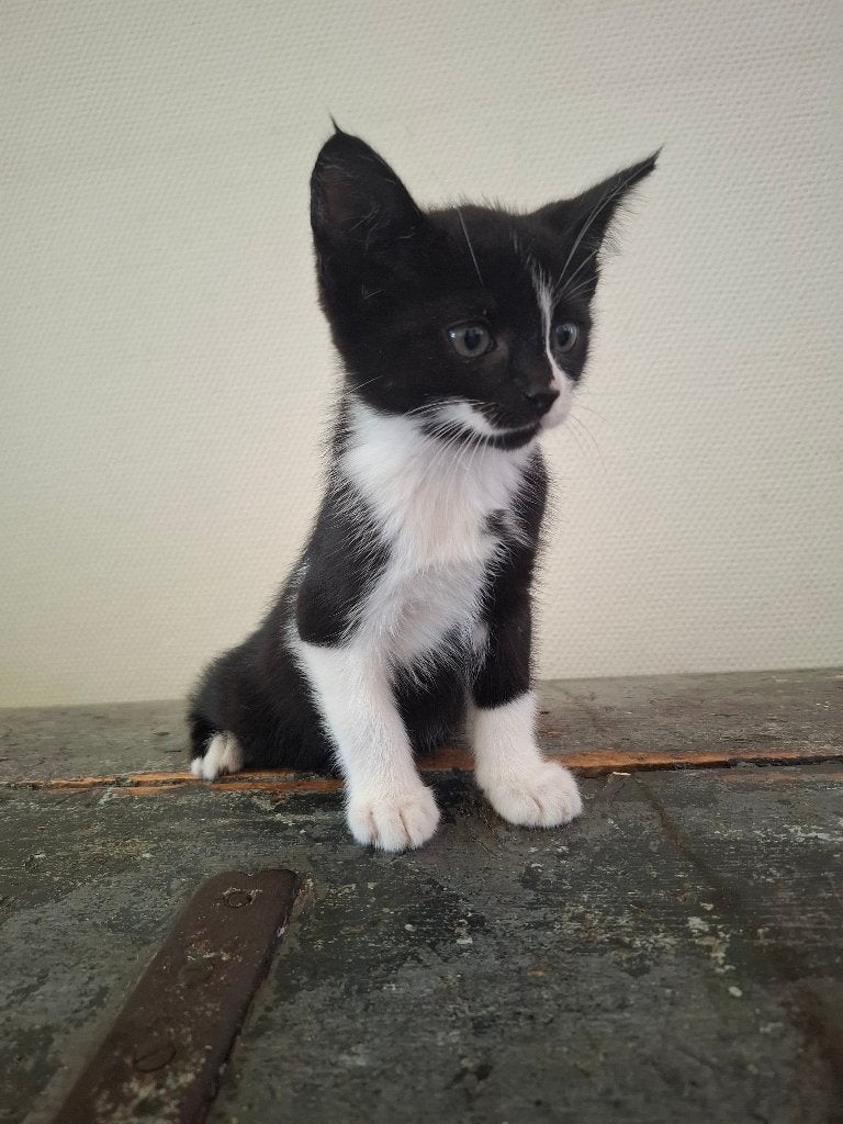 Kittens, Dieren en Toebehoren, Meerdere dieren, 0 tot 2 jaar