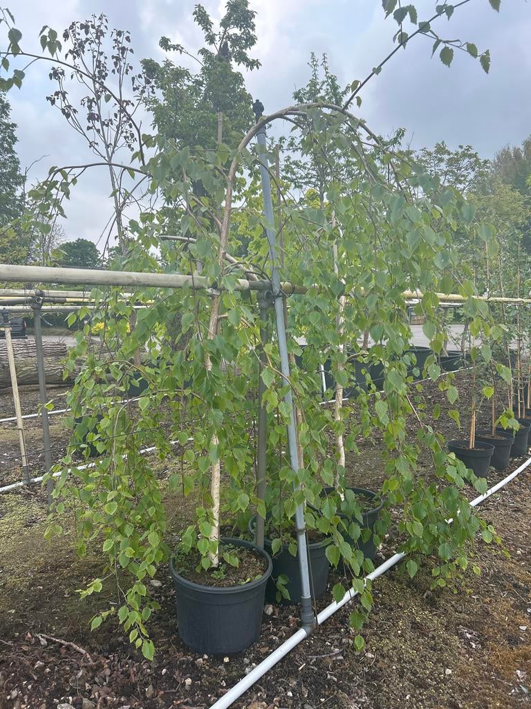 Betula Long Trunk. Treurberk met witte stam, Tuin en Terras, Planten | Bomen, Ophalen, Bloeit niet, Volle zon, Overige soorten