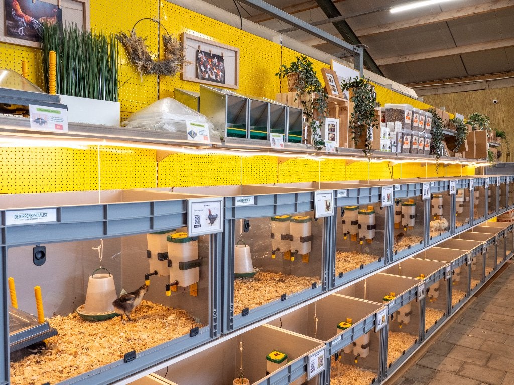 Jonge tamme Sabelpoot kriel kuikens gesekst & ingeënt, Dieren en Toebehoren, Pluimvee, Vrouwelijk, Kip