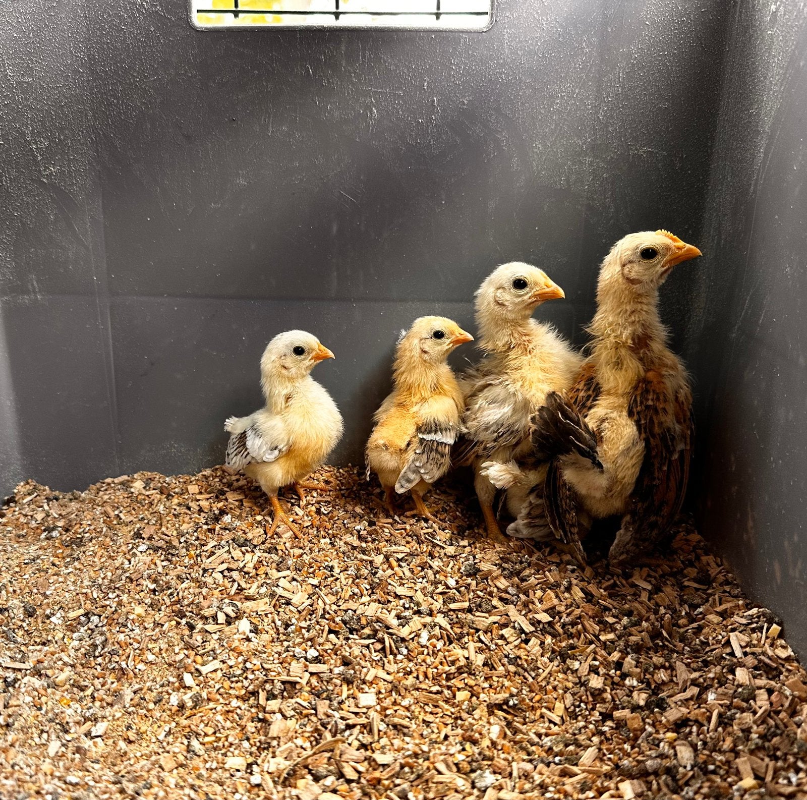 3 Serama kuikens, moeten nog onder warmtelamp, Dieren en Toebehoren, Geslacht onbekend, Kip