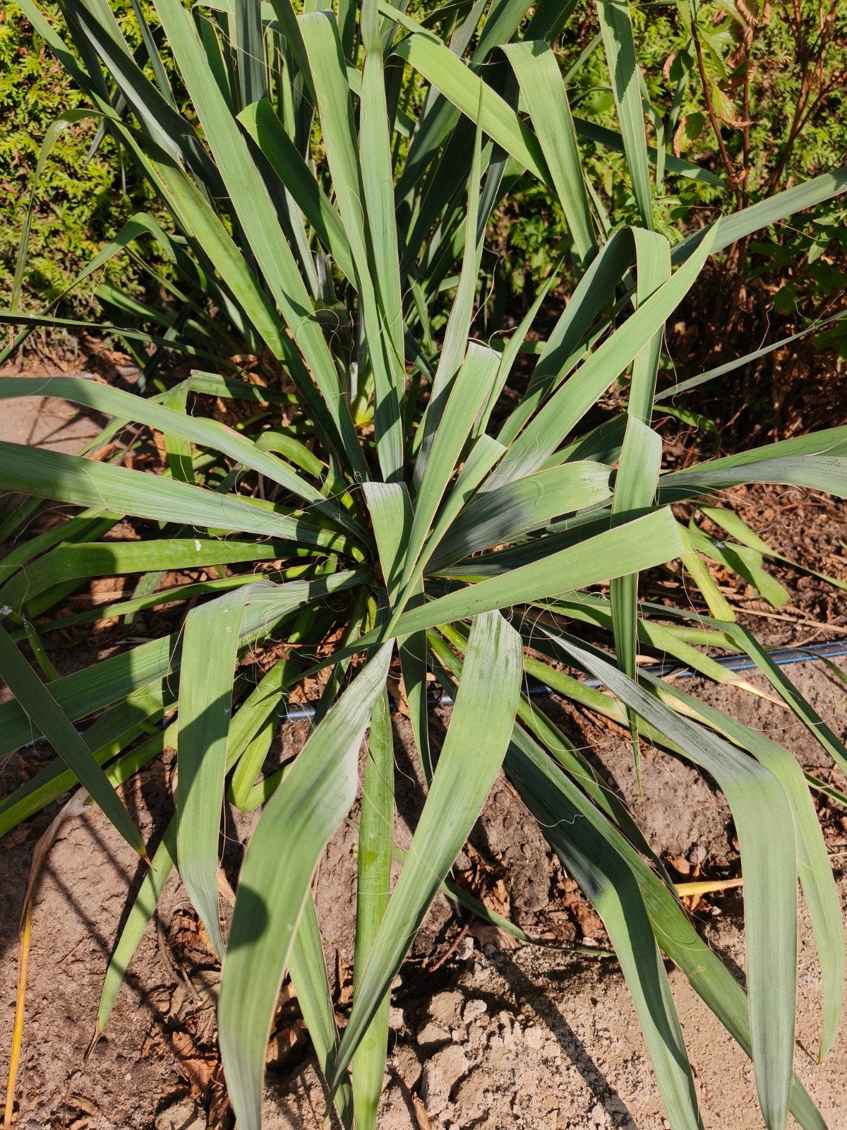 Yucca palmlelie winterhard!, Tuin en Terras, Planten | Tuinplanten, Ophalen, Overige soorten, Volle zon